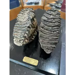 Columbian Mammoth Molar Upper Set